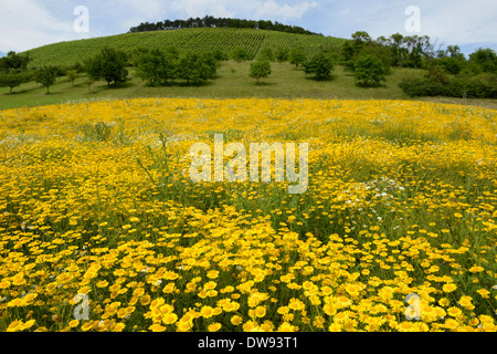 Goldene Margerite / (Anthemis Tinctoria) / Dyer Kamille, Ochsen-Auge Kamille Stockfoto