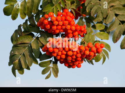 Vogelbeere (Sorbus Aucuparia), Früchte und Blätter, Thüringen, Deutschland Stockfoto