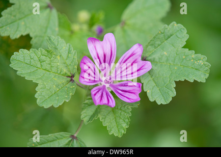 Gemeinsame Malve (Malva Sylvestris), Blumen und Blätter, Thüringen, Deutschland Stockfoto