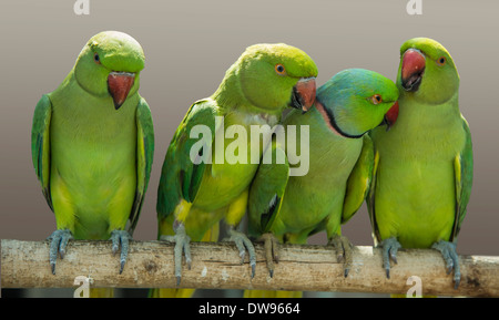 Fischers unzertrennliche (Agapornis Fischeri), Katar Stockfoto