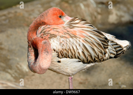 Amerikanische Flamingo (Phoenicopterus Ruber Ruber), junge in den Schlaf zu positionieren, in Gefangenschaft, Kalifornien, Vereinigte Staaten Stockfoto