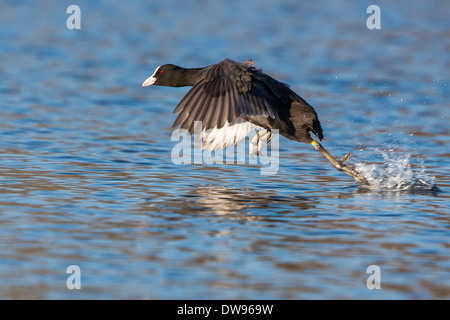 Eurasische Blässhuhn (Fulica Atra), ausziehen, Nordhessen, Hessen, Deutschland Stockfoto