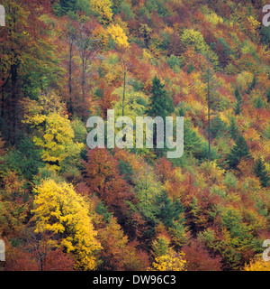 Wald im Herbst, Tatra, zentrale Böhmen Region, Tschechische Republik Stockfoto