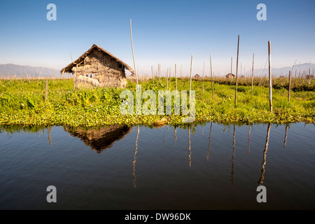 Hütte, schwimmende Garten, Feld, auf dem Wasser, Inle-See, Shan State in Myanmar Stockfoto