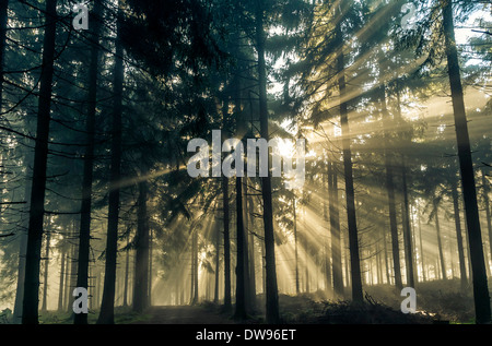 Strahlen der Sonne durch den Morgennebel in einem Wald, Taunus Angebot, Hessen, Deutschland Stockfoto