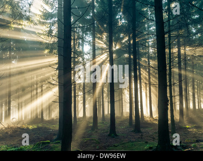 Strahlen der Sonne durch den Morgennebel in einem Wald, Taunus Angebot, Hessen, Deutschland Stockfoto