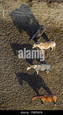 Luftaufnahme, Pferde in einem Winter-Paddock, einer trägt ein Pferd Decke, Stallungen, North Rhine-Westphalia, Germany Stockfoto