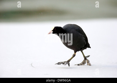 Blässhuhn (Fulica Atra), Erwachsene, im Schnee, Luisenpark, Mannheim, Baden-Württemberg, Deutschland Stockfoto