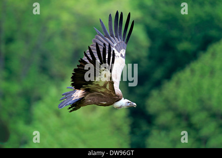 Gänsegeier (abgeschottet Fulvus), Erwachsene, während des Fluges, Rheinland-Pfalz, Deutschland Stockfoto