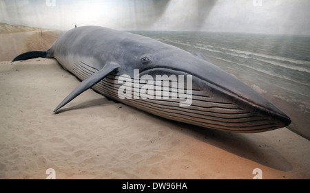 Lebensechte Modelldarstellung eines gestrandeten Blauwals (Balaenoptera musculus) an einer simulierten Sandstrand-Küste. Massive Kopf- und Rachenrillen. Stockfoto