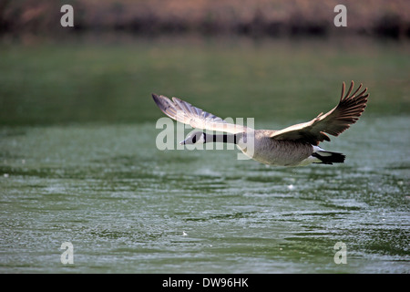 Kanadagans (Branta Canadensis), Erwachsene, fliegen, Luisenpark, Mannheim, Baden-Württemberg, Deutschland Stockfoto