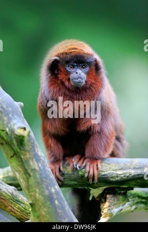 Rotbauch-Titi (Callicebus Moloch), Erwachsene auf Baum, Apeldoorn, Niederlande Stockfoto