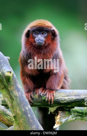 Rotbauch-Titi (Callicebus Moloch), Erwachsene auf Baum, Apeldoorn, Niederlande Stockfoto