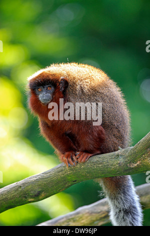 Rotbauch-Titi (Callicebus Moloch), Erwachsene auf Baum, Apeldoorn, Niederlande Stockfoto