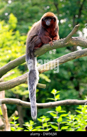 Rotbauch-Titi (Callicebus Moloch), Erwachsene auf Baum, Apeldoorn, Niederlande Stockfoto