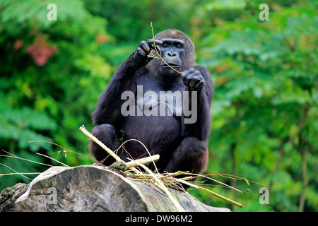 Flachlandgorilla (Gorilla Gorilla Gorilla), Erwachsener, Frau, Fütterung, Apeldoorn, Niederlande Stockfoto