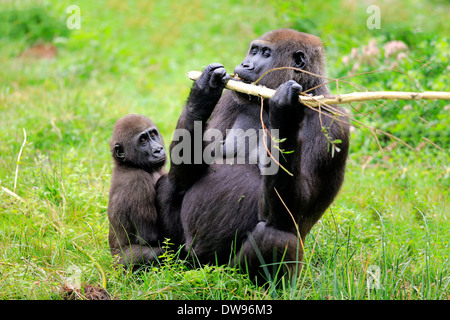 Flachlandgorilla (Gorilla Gorilla Gorilla), erwachsenes Weibchen mit jungen, Fütterung, Apeldoorn, Niederlande Stockfoto