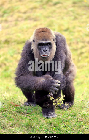 Flachlandgorilla (Gorilla Gorilla Gorilla), erwachsenes Weibchen mit jungen, Nahrungssuche, Apeldoorn, Niederlande Stockfoto