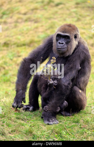 Flachlandgorilla (Gorilla Gorilla Gorilla), erwachsenes Weibchen mit jungen, Fütterung, Apeldoorn, Niederlande Stockfoto