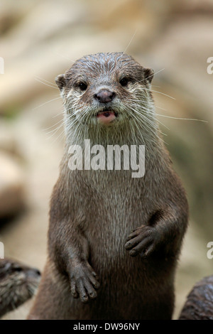 Oriental kleine krallte Otter (Amblonyx Cinerea), Erwachsene, Deutschland Stockfoto