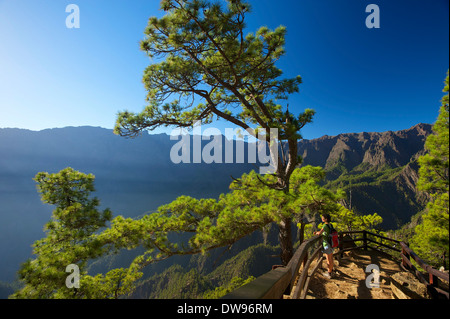 Kanarische Kiefer (Pinus Canariensis) im Parque Nacional De La Caldera de Taburiente am Mirador de Las Chozas, La Palma Stockfoto