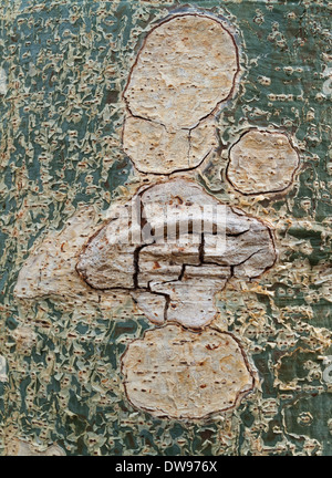 Bergahorn Feigen (Ficus Sycomorus), Detail der Rinde, Krüger Nationalpark, Südafrika Stockfoto