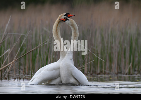 Höckerschwäne (Cygnus Olor), paar während einer Paarung tanzen, Bereich Müritz, Mecklenburgische Seenplatte, Mecklenburg-Vorpommern Stockfoto