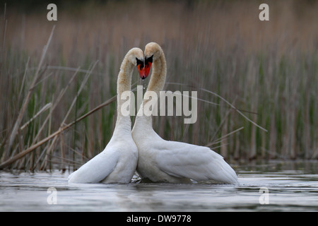 Höckerschwäne (Cygnus Olor), paar während einer Paarung tanzen, Bereich Müritz, Mecklenburgische Seenplatte, Mecklenburg-Vorpommern Stockfoto