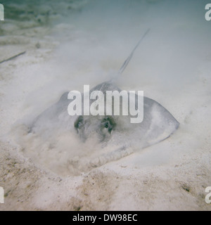 Karibik Whiptail Stingray (Himantura Schmardae) Unterwasser Utila Bay Islands Honduras Stockfoto