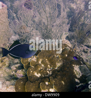 Unterwasser-Blick von einem Black Durgon (Melichthys Niger) Utila Bay Islands Honduras Stockfoto