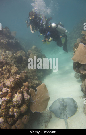 Unterwasser-Blick von Tauchern über karibische Whiptail Stingray (Himantura Schmardae) in der Nähe von Korallenwand Utila Bay Islands Honduras Stockfoto