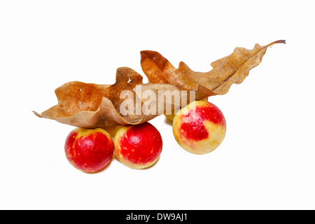 Eiche Äpfel an eine Eiche. Parasiten auf Pflanzen. Eiche Äpfel an eine Eiche. Parasiten auf Pflanzen. Stockfoto
