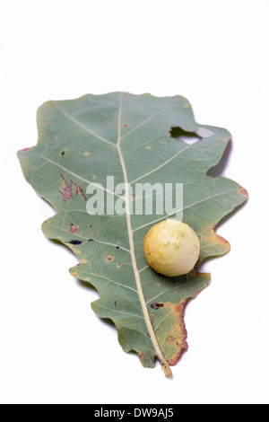 Eiche Äpfel an eine Eiche. Parasiten auf Pflanzen. Eiche Äpfel an eine Eiche. Parasiten auf Pflanzen. Stockfoto