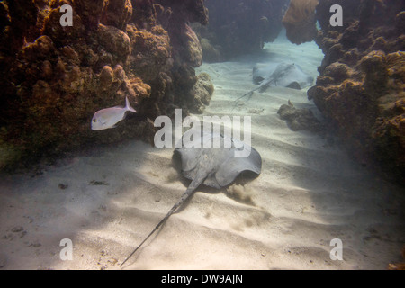 Unterwasser-Blick von einer Karibik Whiptail Stingray (Himantura Schmardae) Utila Bay Islands Honduras Stockfoto