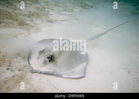 Karibik Whiptail Stingray (Himantura Schmardae) Unterwasser Utila Bay Islands Honduras Stockfoto