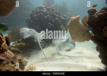 Unterwasser-Blick von einer Karibik Whiptail Stingray (Himantura Schmardae) Utila Bay Islands Honduras Stockfoto