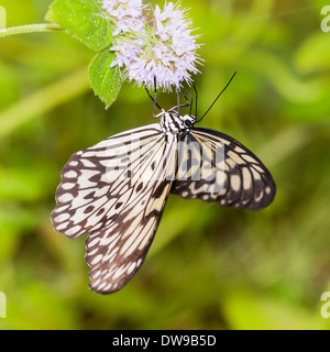 Eine Idee Leuconoe tropischer Schmetterling Stockfoto