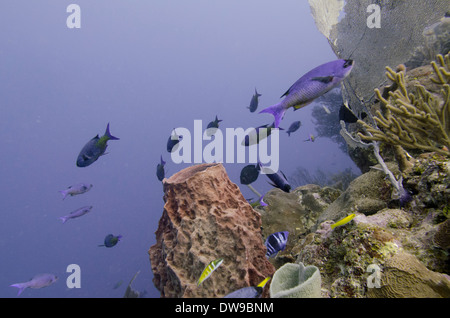 Unterwasser-Blick der Schule der Kreolen Lippfisch (Clepticus Parrae) Fische am Korallenriff, Utila, Bay Islands, Honduras Stockfoto