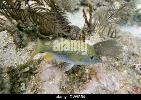 Blau gestreifte Grunt (Sciurus Haemulon) unter Wasser schwimmen, Insel Utila, Bay Islands, Honduras Stockfoto