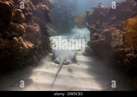 Unterwasser-Blick von einer Karibik Whiptail Stingray (Himantura Schmardae) Utila Bay Islands Honduras Stockfoto