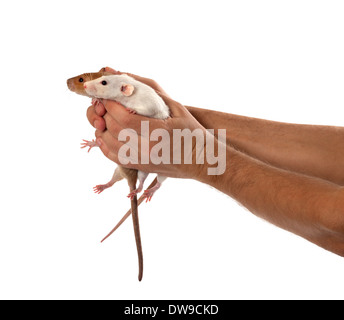 Zwei Ratten in menschlichen ausgestreckten Händen. Isoliert auf weißem Hintergrund. Stockfoto