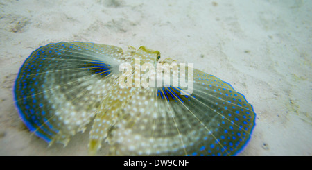 Nahaufnahme von einem fliegen Gurnard (Dactylopterus Volitans) Unterwasser Utila Island Bay Islands Honduras Stockfoto