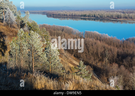 Kiefer trees.on Ob Flussufer. Altai. Sibirien-Russland Stockfoto