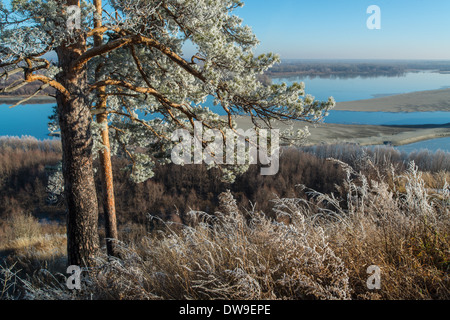 Herbst-Raureif auf Kiefer. Ob Fluss. Altai. Sibirien-Russland Stockfoto