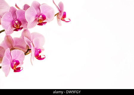 Orchidee auf weißem Hintergrund Stockfoto