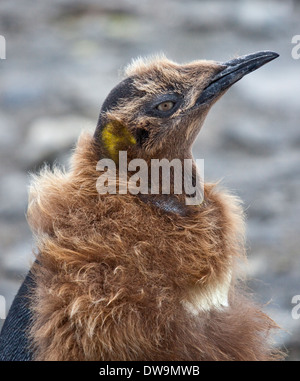 König, Pinguin Küken (Aptenodytes Patagonicus), St. Andrews Bay, Süd-Georgien Stockfoto