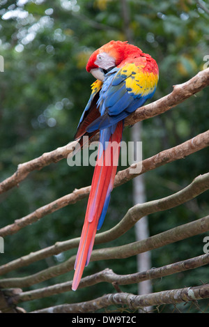 Hellroten Aras (Ara Macao) hocken auf einem Holzzaun Copan Copan Ruinas Copan Abteilung Honduras Stockfoto