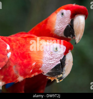 Nahaufnahme von zwei rote Aras (Ara Macao) Copan Copan Ruinas Copan Abteilung Honduras Stockfoto