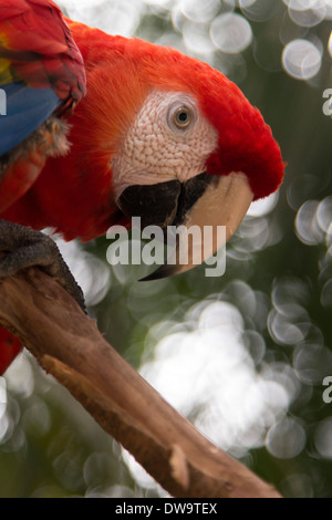 Nahaufnahme von einem hellroten Aras (Ara Macao) Ara Mountain Bird Park Copan Copan Ruinas Copan Abteilung Honduras Stockfoto