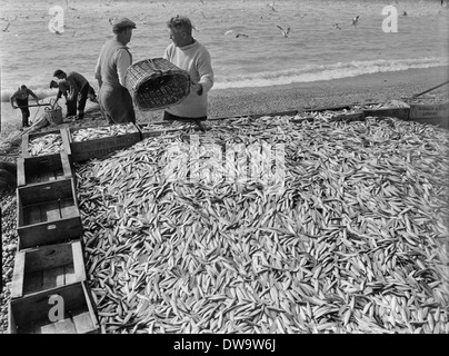 Seine Netze Besatzungen Angeln für Makrele und Sprotten vom Strand am West Bay und entlang der Chesil Beach um 1950 Stockfoto
